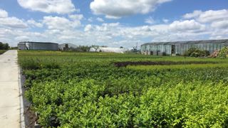 Les producteurs horticoles européens qui exportent leurs plantes au Royaume-Uni doivent intégrer de nouvelles contraintes liées au Brexit, augmentant les coûts. ©L. Hespel